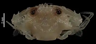 Xiphonectes paralatibrachium.