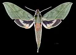 Avers du mâle (coll. MHNT)