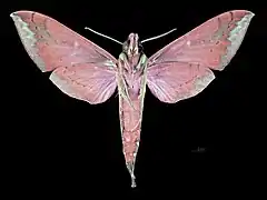 Revers du mâle (coll. MHNT)