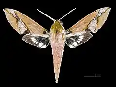 Xylophanes chiron cubanus face dorsale du mâle MHNT