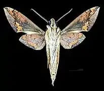 Xylophanes chiron lucianus revers du mâle MHNT