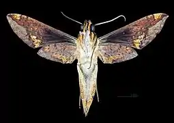 Xylophanes chiron nechus revers de la femelle MHNT