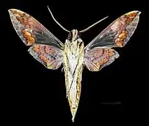 Xylophanes chiron nechus revers du mâle MHNT