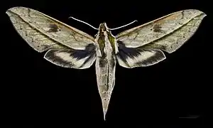 Face dorsale de la femelle