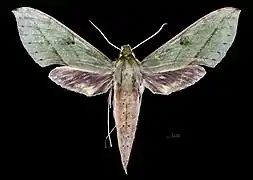 Apers de la femelle (coll.MHNT)