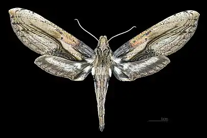Face dorsale de la femelle(coll.MHNT)