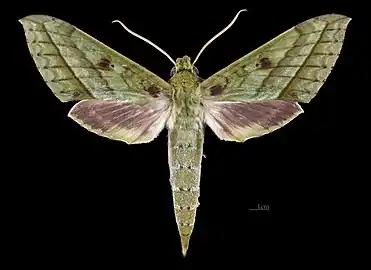 Avers du mâle (coll.MHNT)