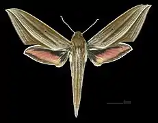 Face dorsal de la femelle (coll.MHNT)