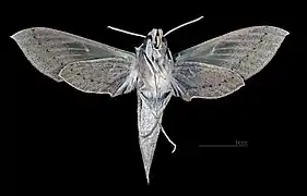 Face ventrale de la femelle (coll.MHNT)