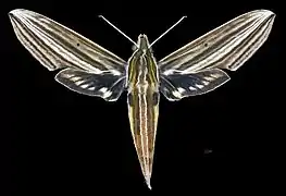 Avers de le  femelle(coll.MHNT)