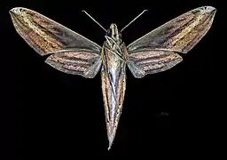 Revers de le  femelle (coll.MHNT)