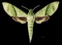 Face dorsale du mâle MHNT