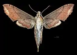 Revers de la femelle(coll.MHNT)