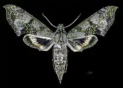 Face dorsale de la femelle (coll.MHNT)