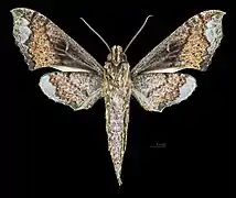 Revers du mâle (coll.MHNT)