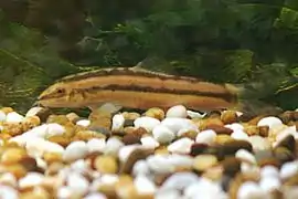 Ambastaia nigrolineata