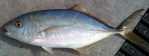 Carangoides bartholomaei