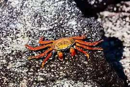 Grapsus grapsus (Grapsidae)