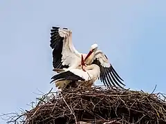 Deux cigognes semblent danser dans leur nid.