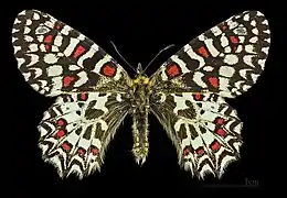 ♂ Villegailhenc MHNT