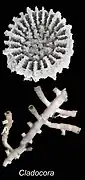 Cladocora debilis