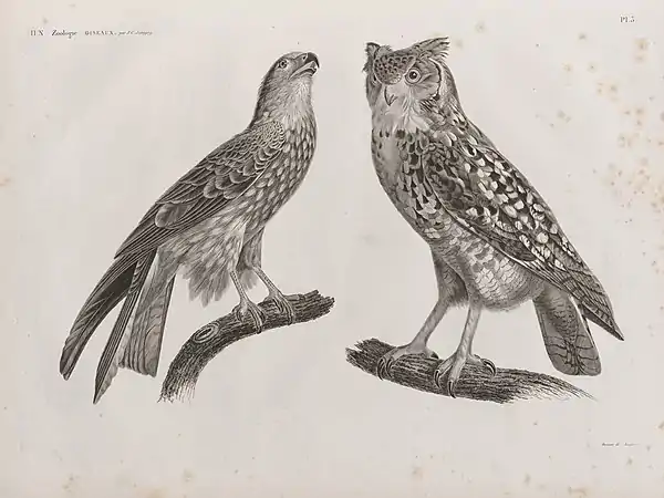1. Milan noir ou parasite (Milvus ater);2. Hibou ascalaphe ou d'Égypte (Strix ascalaphus)