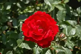 Image illustrative de l’article Zwergenfee