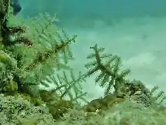 Une colonie d'hydraires du genre Zygophylax