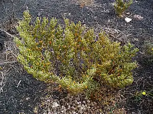 Zygophyllum fontanesii à Lanzarote.
