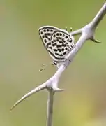 Tarucus theophrastus