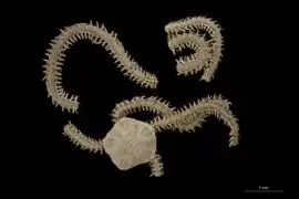 Amphioplus occidentalis