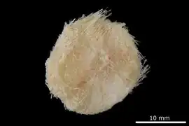 Asthenosoma dilatatum.