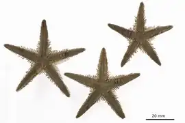 Astropecten antillensis