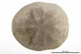 Clypeaster speciosus