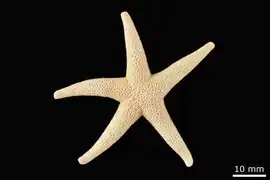 Henricia aucklandiae