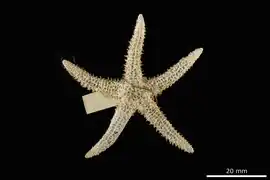 Leptasterias degerboelli