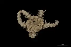 Ophiacantha angolensis inermis