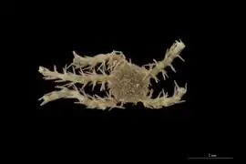 Ophiacantha nitens (NHMD)