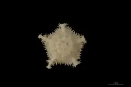 Ophiophycis gracilis