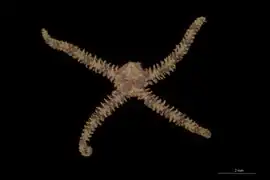 Ophiothela gracilis.