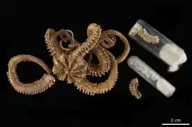 Asterostegus tuberculatus