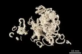 Ophiacantha prolata (NHMD)