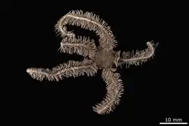 Ophiothrix consecrata