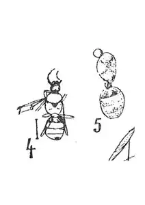 Formica tripartita femelles éch R386 & R6.