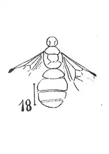 Euponera calcarea femelle 1937 N. Th. Holotype éch R743 x3,1 p. 199 Pl. XIII, Insectes du Sannoisien de Kleinkembs.