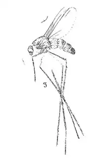 Leia longipes Förster 1937 N. Théobald éch R972 x8 p. 221 pl. XVI Diptères du Sannoisien de Kleinkembs.