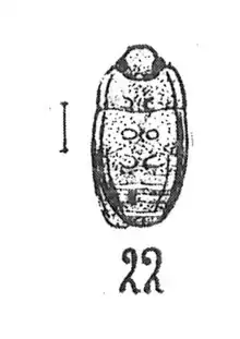 Omosita sp. 1937 Nicolas Théobald éch R64 x4 p.173 pl. XII Coléoptères du Sannoisien de Kleinkembs.